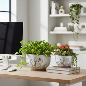 YBX cottage-style planter packaging highlights gift-ready presentation