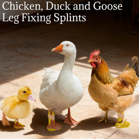 YcaeyLnaR chicken leg splint toe separator version for chicken foot alignment