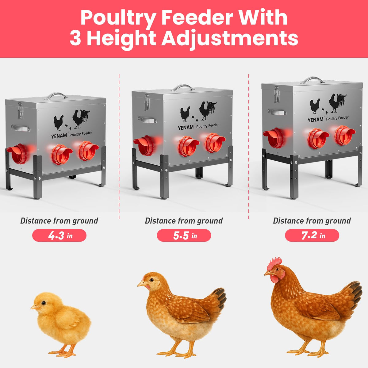 YENAM adjustable-height base adapted for different poultry sizes