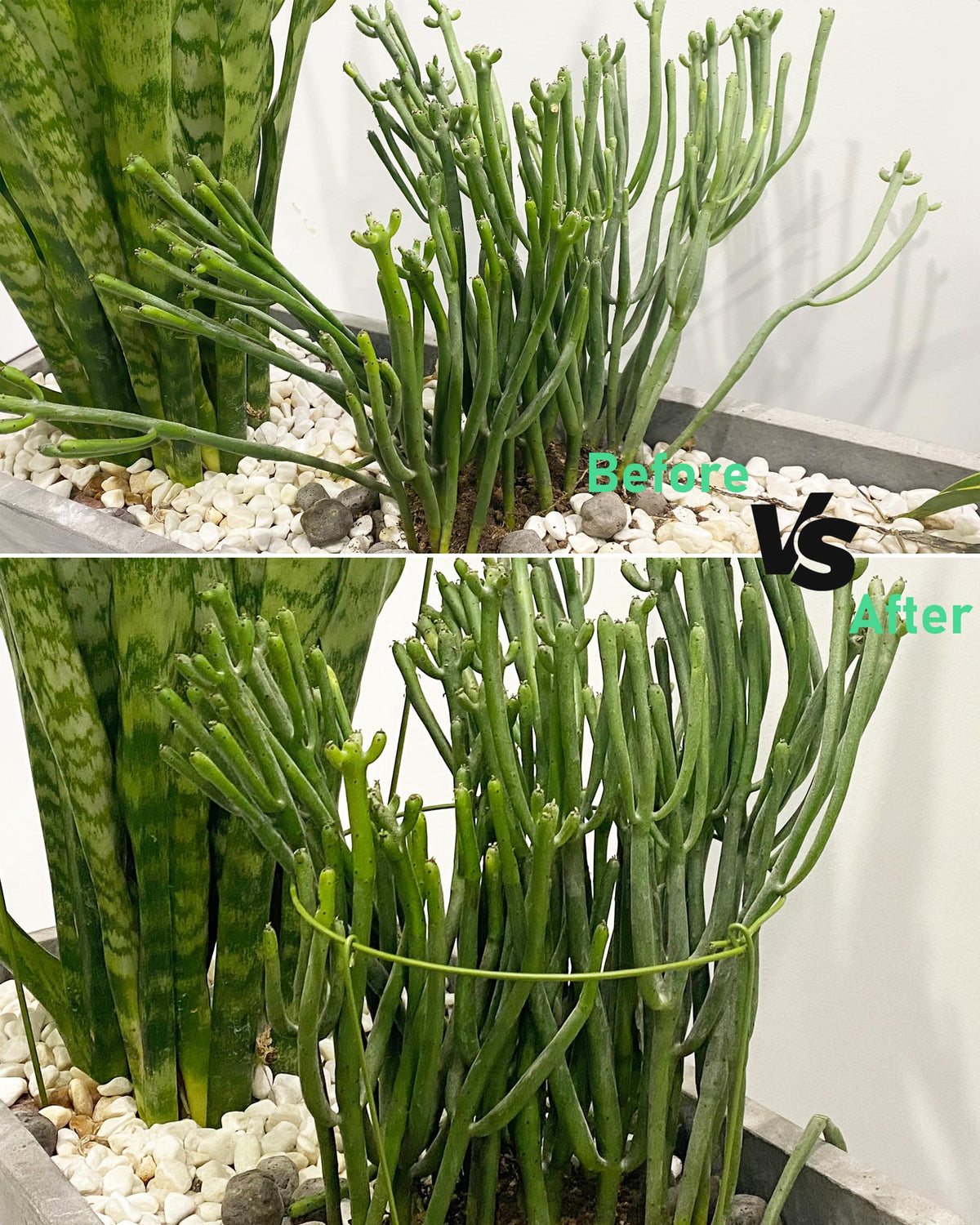 YEOAUM complete indoor/outdoor plant support system secures diverse plants