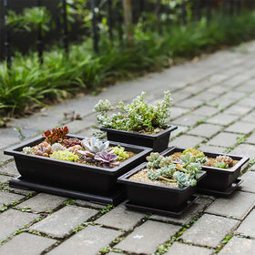 Yesland deep brown bonsai pot suited for succulents and seeds