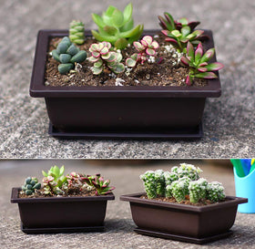 Yesland starter bonsai pot kit ideal for beginners and hobbyists