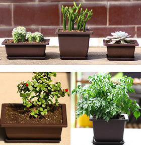Yesland training pots are ideal for succulents and small trees.