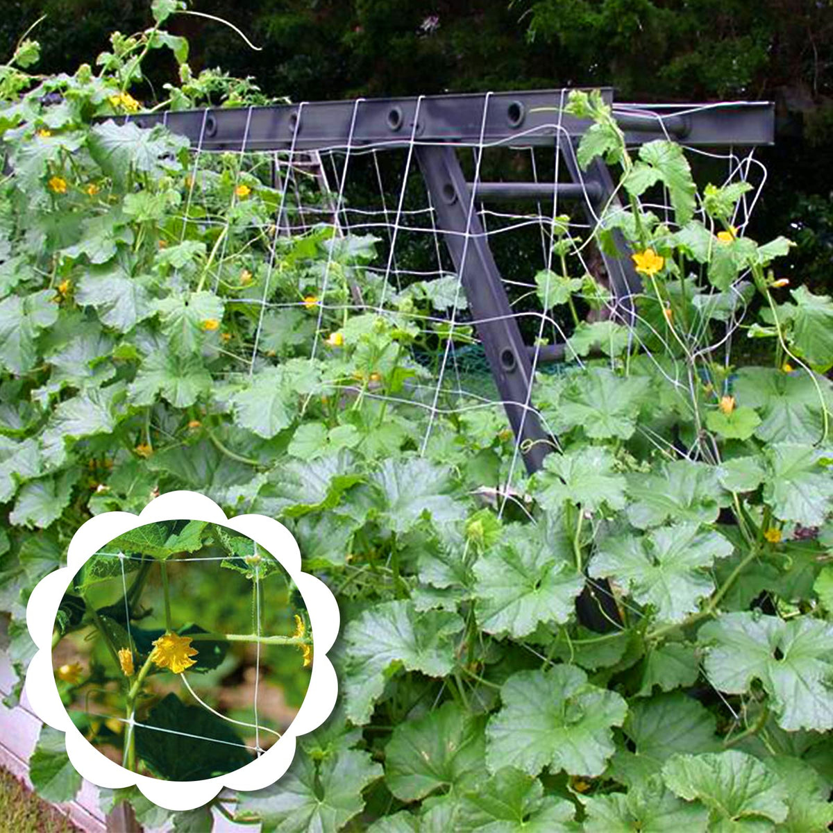 YHmall outdoor garden netting guides plant growth and pruning.