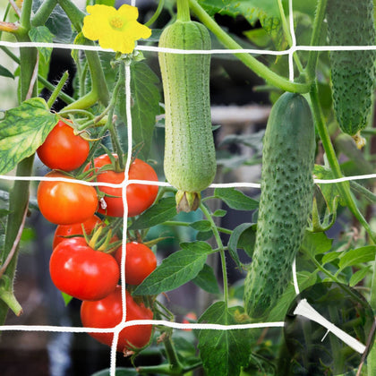 YHmall trellis netting 2-pack 5x15 ft provides sturdy plant support.