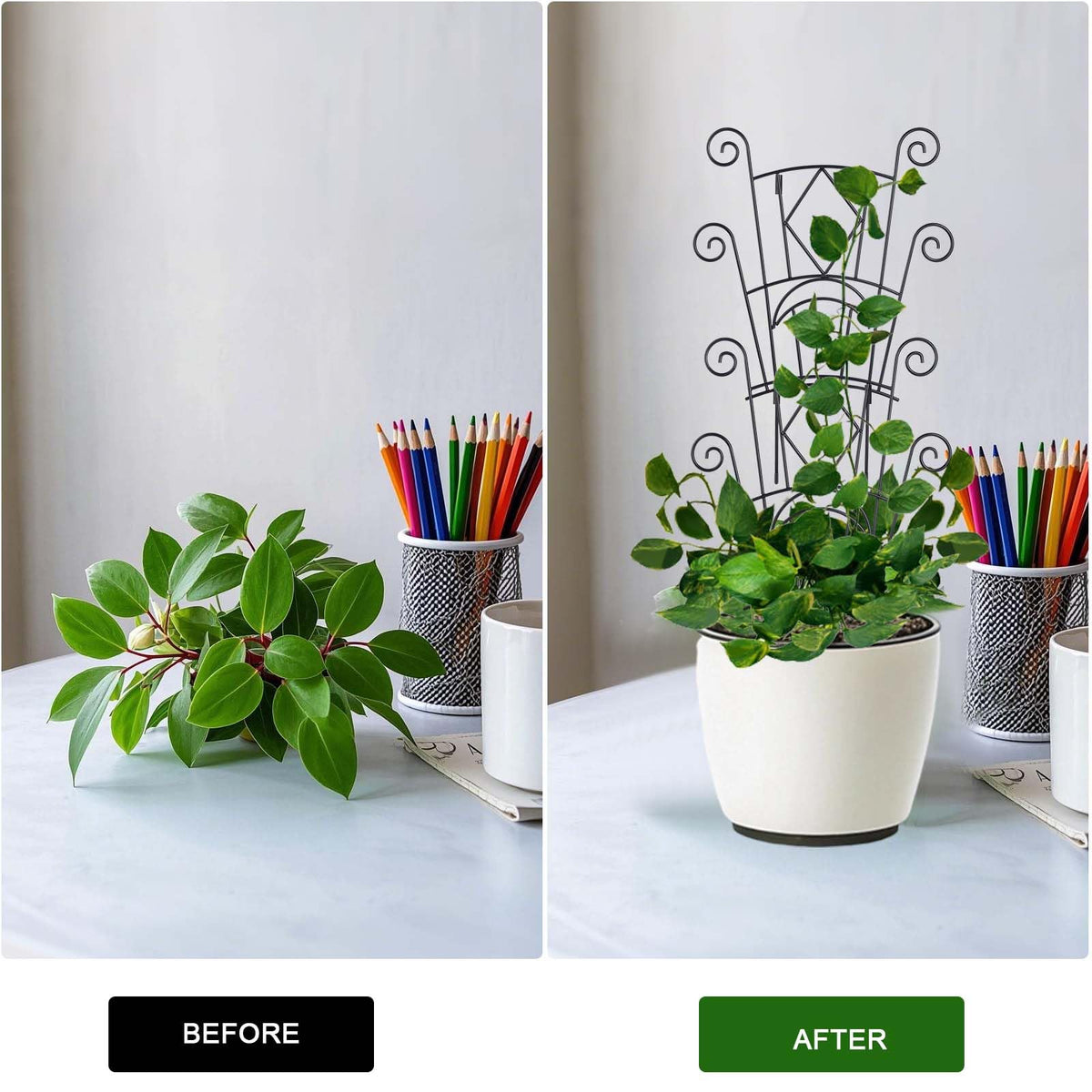Yhtpouqe indoor plant trellis supporting monstera and other vines upright