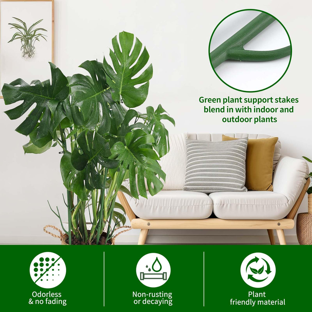 Yhtpouqe monstera and pothos supported by tall stakes setup.