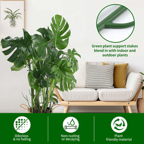 Yhtpouqe monstera and pothos supported by tall stakes setup.