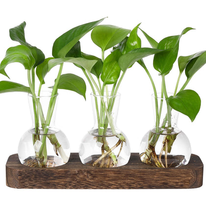YIBOT propagation stations on a wooden tray for a stylish desk plant display.