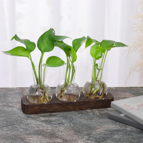 Set on window sill as home office decor enhances ambiance with plants.