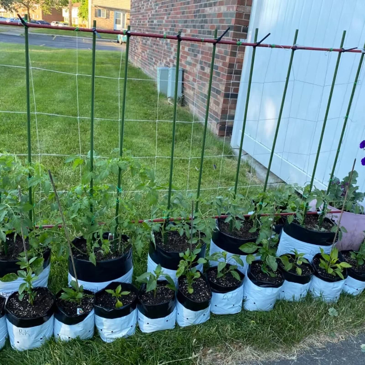 YIDIE garden stake set adds tidy vertical structure for climbing vegetables.