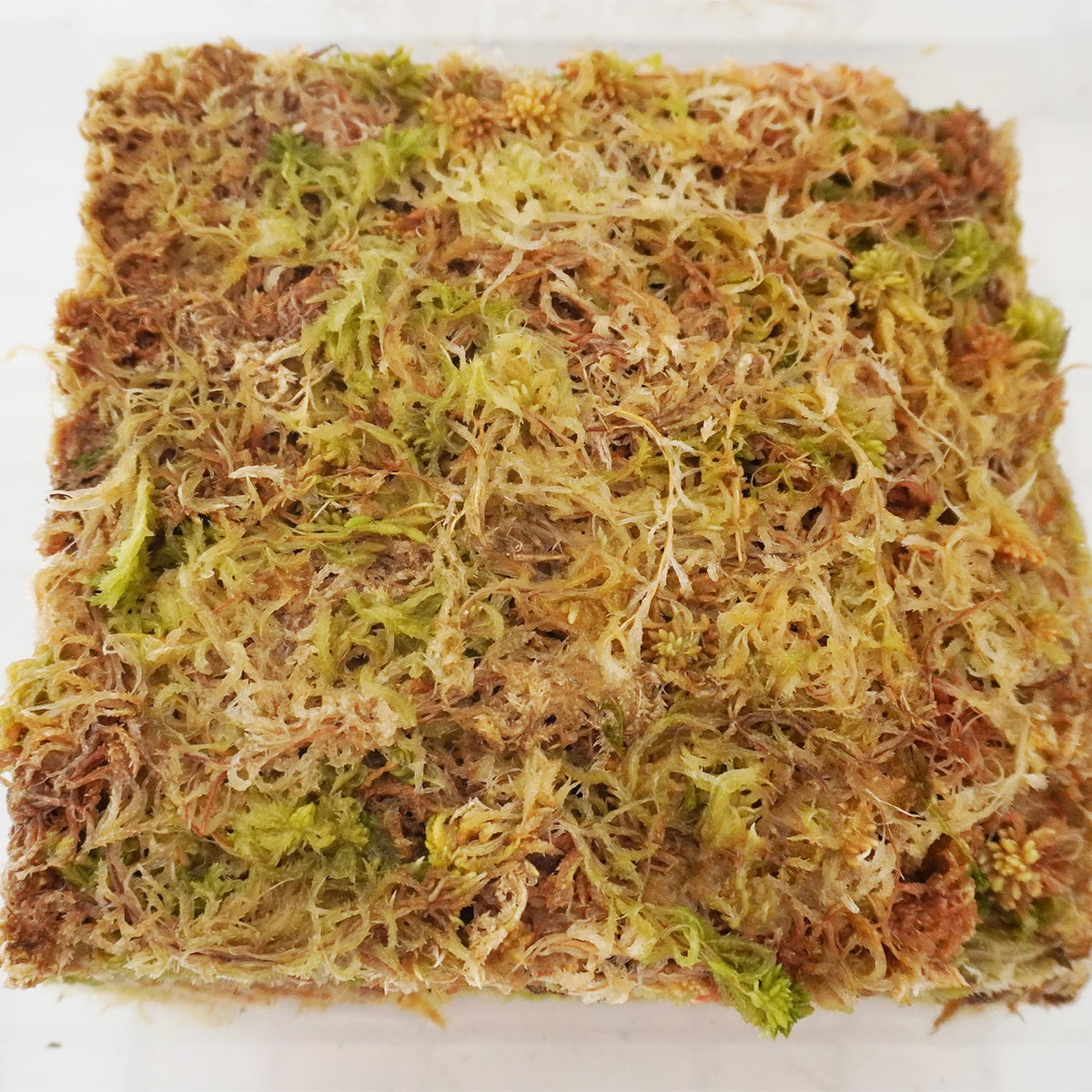 Yilotuce orchid-substrate moss for healthy orchid care and thriving roots