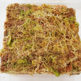 Yilotuce orchid-substrate moss for healthy orchid care and thriving roots