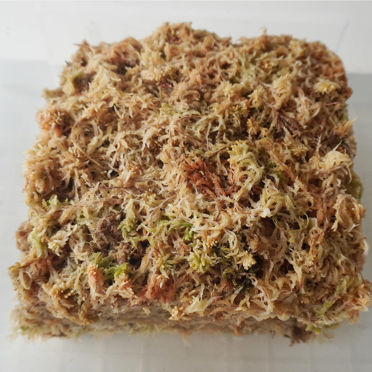 Yilotuce sphagnum moss layered for fern substrate and humidity