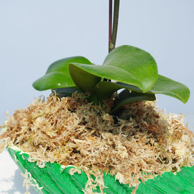 Yilotuce sphagnum moss in orchid potting showing moisture support