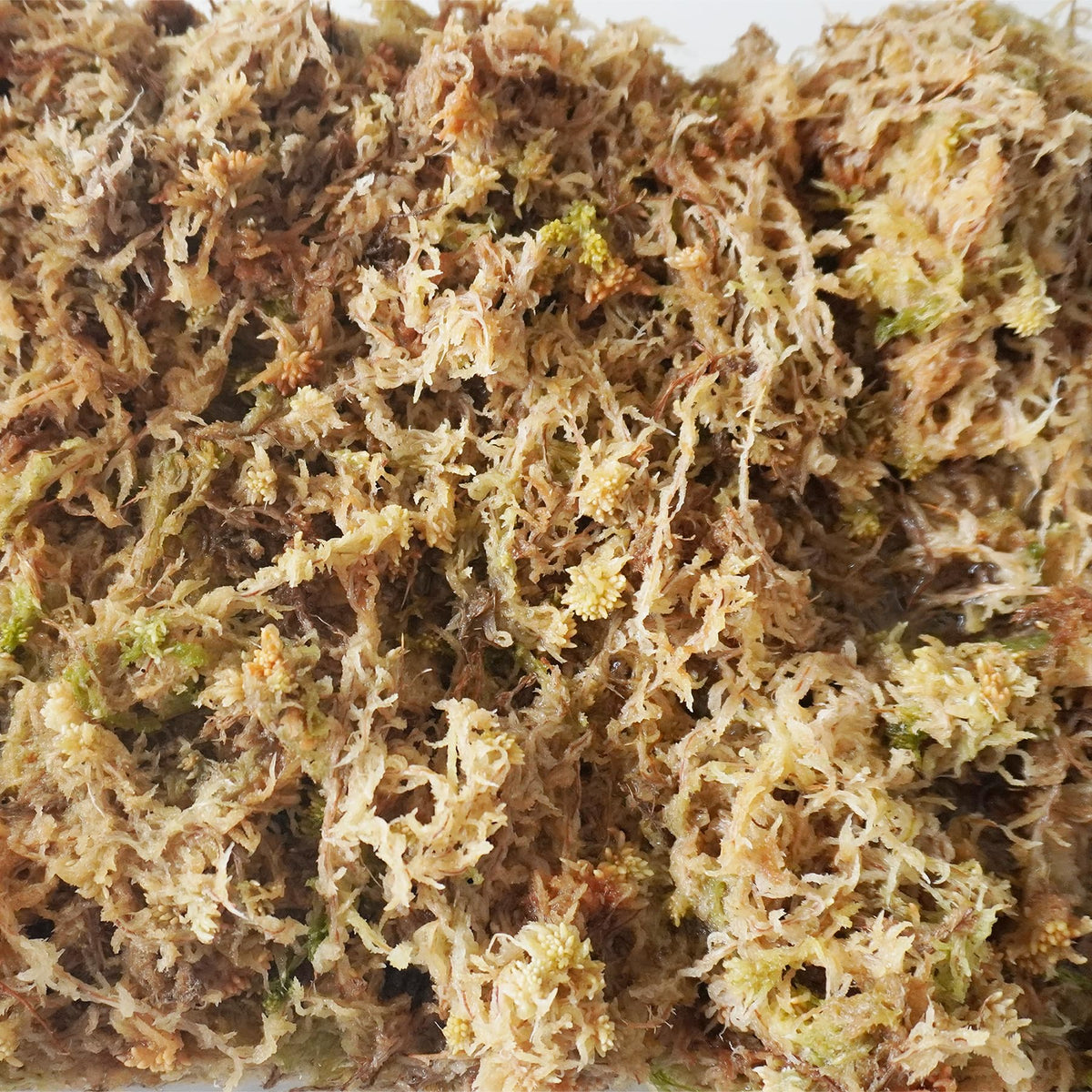 Yilotuce sphagnum moss terrarium substrate for terrarium humidity