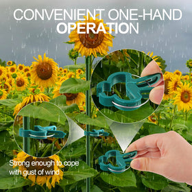 Yinghezu multipurpose clip securing stems to cane or trellis.