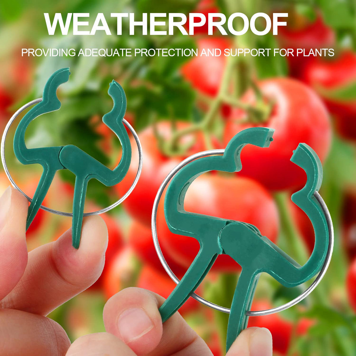 Yinghezu trumpet clip secure-stem on a climbing vine keeps growth upright.