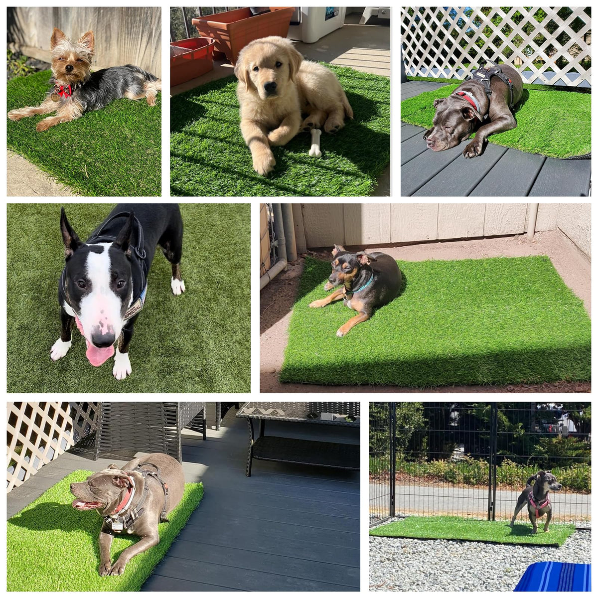 Yinoos soft-grass texture enhances paw comfort during play and rest