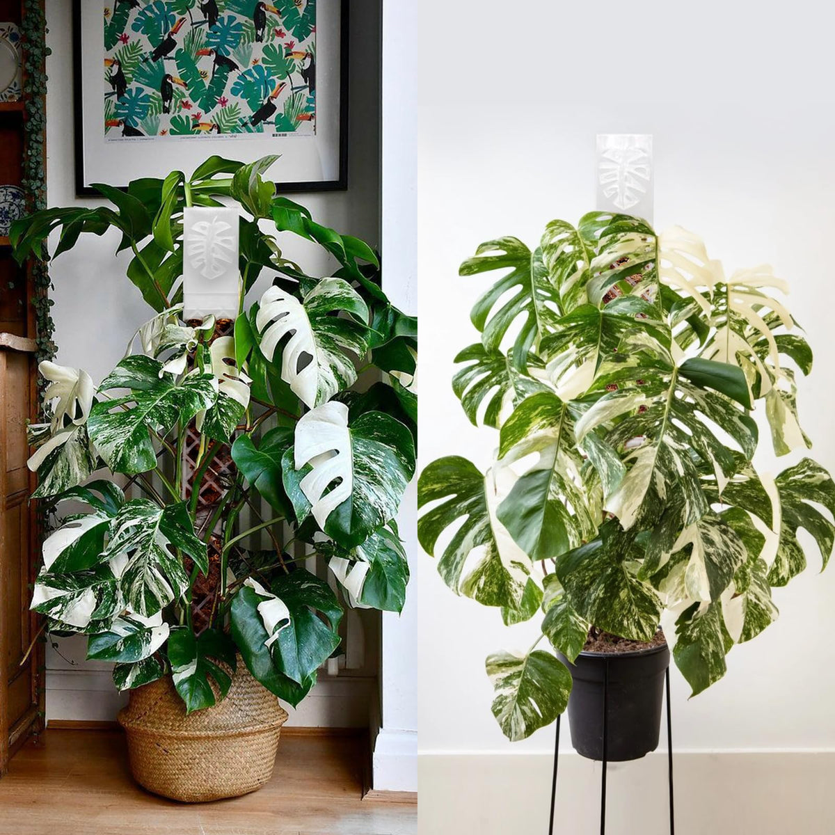 Yioviru indoor plant kit helps create lush spaces in your home.