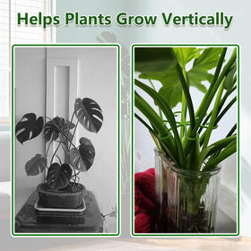 Yiqianhome multi-diameter plant support suitable for Monstera and tomatoes