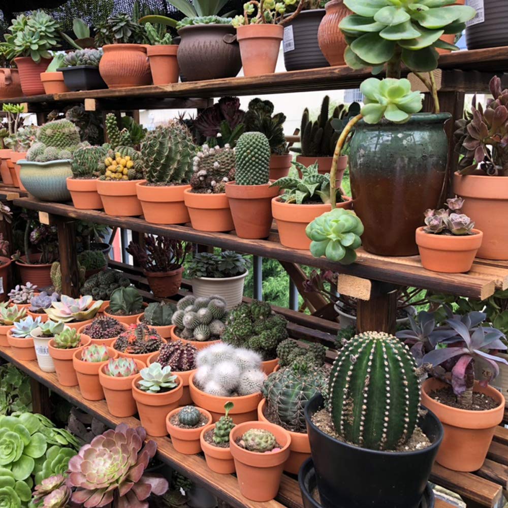 Yishang terracotta pot ideal for cactus and succulent arrangements.