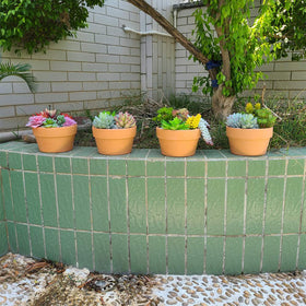 Yishang 6-pack terracotta planters organize herbs and small succulents.