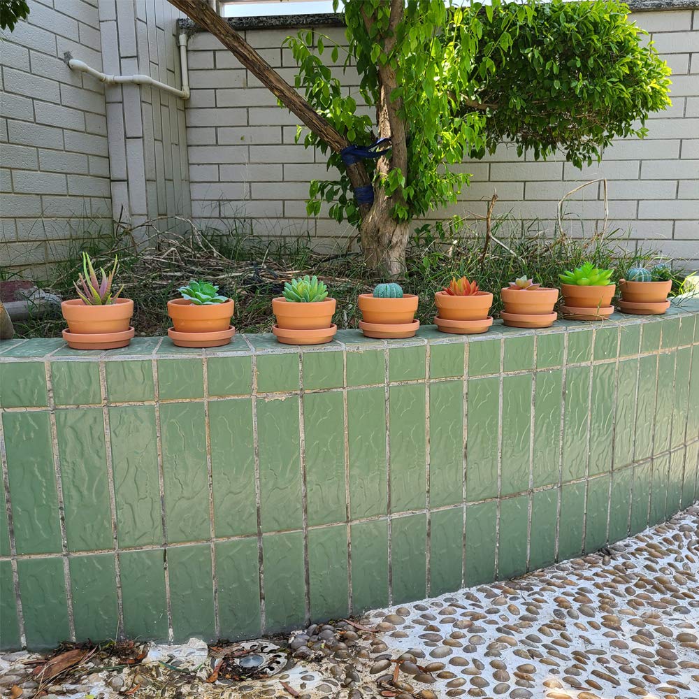 Yishang succulent in terracotta pot highlights natural finish