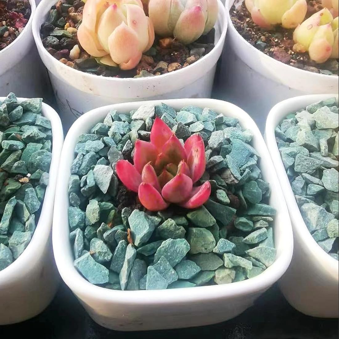 YISZM green zeolite rocks in bonsai display with drainage support
