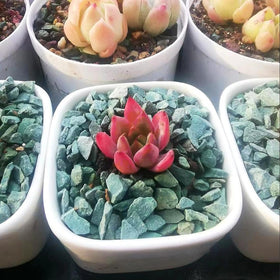 YISZM green zeolite rocks in bonsai display with drainage support