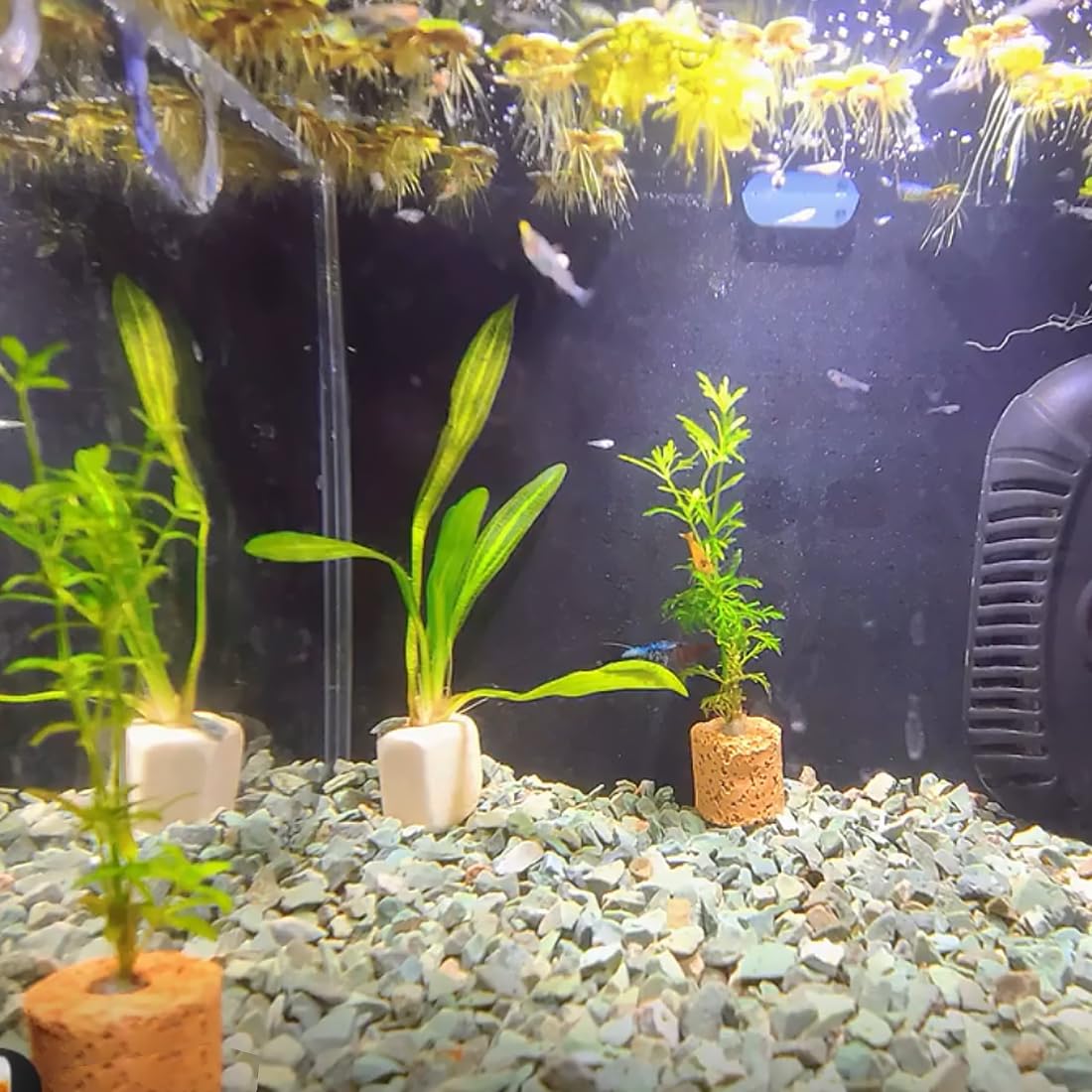 YISZM rocks in display for long-lasting, low-maintenance decor