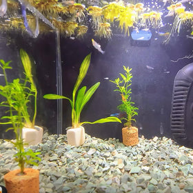 YISZM rocks in display for long-lasting, low-maintenance decor