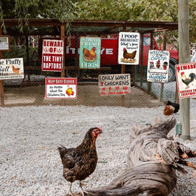 Ynjzk chicken gift sign for farm lovers brightens any space
