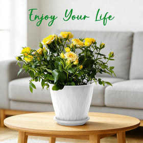 YNNICO indoor outdoor pots suit a 6-pack for spring plant displays