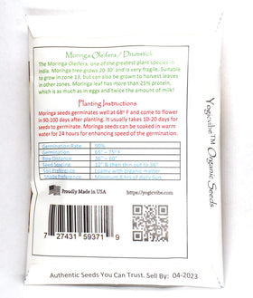 Yogicvibe Moringa seeds germination-setup shows quick sprouting for balcony gardens.