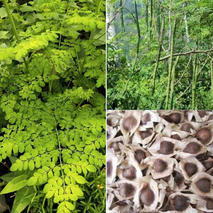 Yogicvibe Moringa seeds seed-pack ready for home sprouting.