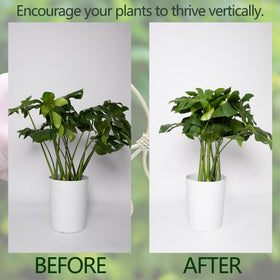 Easy-wrap stabilizer clips securely hold climbing vines without damage