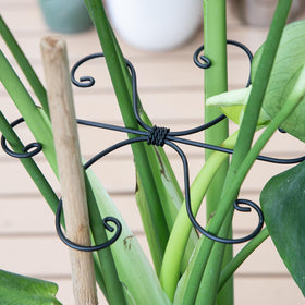 Yohsnor stem supports cradling delicate Monstera vines upright.