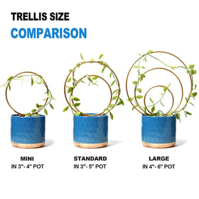 YOHSNOR Hoya Trellis concentric-circle design adds modern decor and structure.