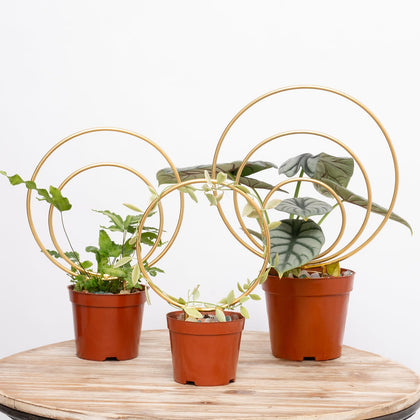 YOHSNOR Hoya Trellis set of 3 supports climbing indoor plants with style.
