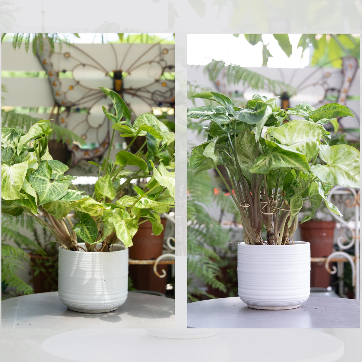 Yohsnor leaf holder stake demonstrates durable plant support.