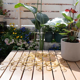 Monstera stability in action shows reliable support during growth