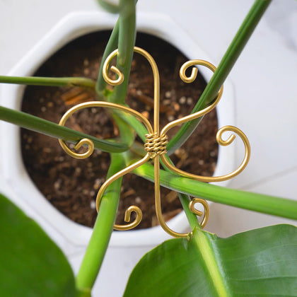 Yohsnor Monstera stem stabilizer clip supports upright growth.