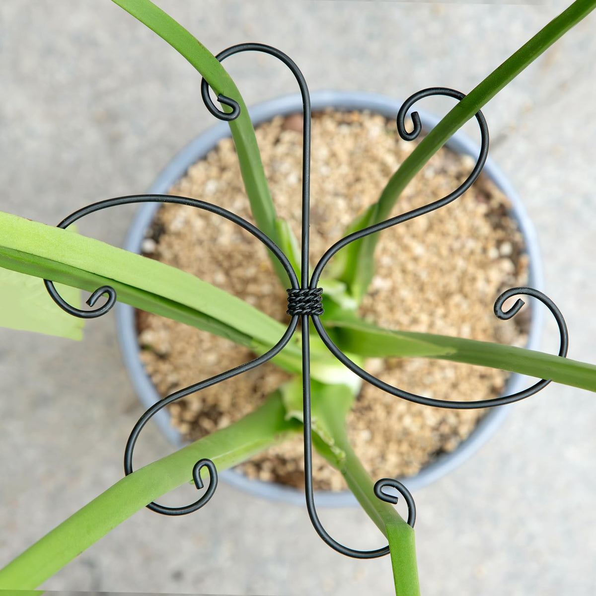 Yohsnor Monstera stem support set stabilizing a climbing plant and leaves.