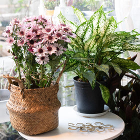 Yohsnor packaging showcases a gift-ready plant stem support set.