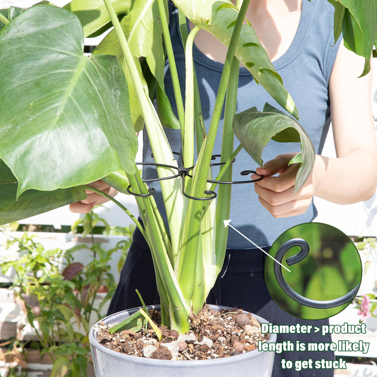 Easy, tool-free Yohsnor stem support assembly around a Monstera.
