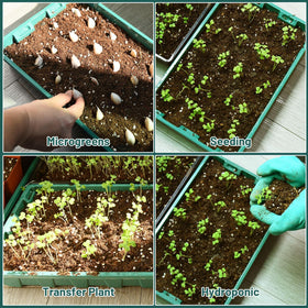 YoleShy seed starting trays save watering time while keeping seedlings organized.