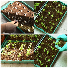 YoleShy child-friendly garden tray encourages hands-on planting.