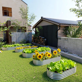 Yortrek plants thriving in raised bed with good drainage