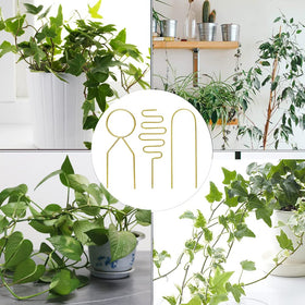 Perfect for heartleaf philodendron, pothos, monstera, and more.